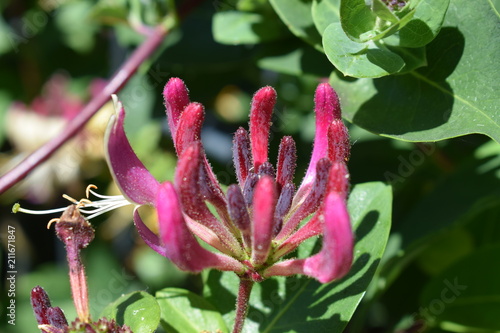 japanisches Geißblatt purpurea photo