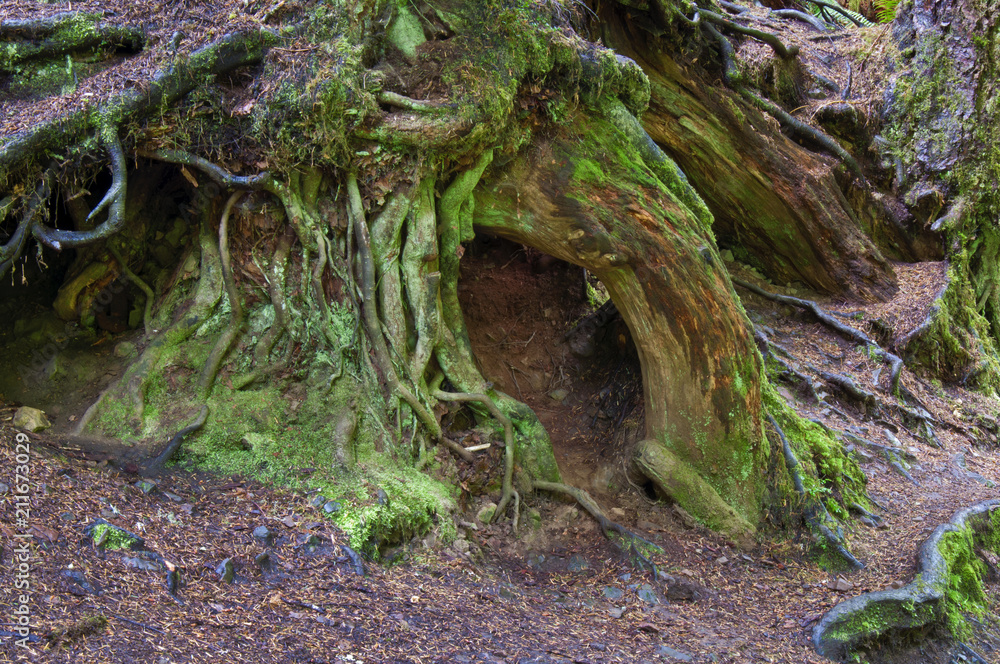 Ancient mossy tree roots in forest /Tree roots with fairy door Ancient mossy tree roots in forest /Tree roots with fairy door