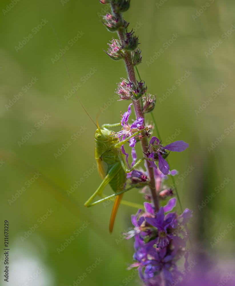 insecte grande sauterelle verte sur une plante fleur violette en  macrophotographie Stock Photo | Adobe Stock