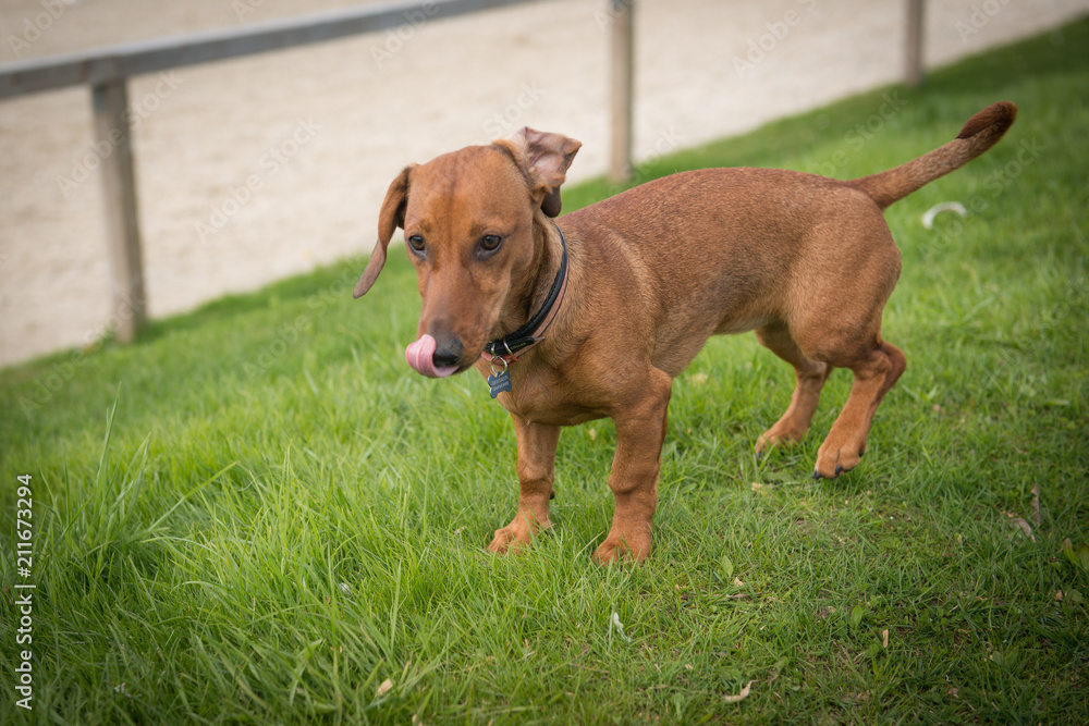 Dog breed Dachshund walks on the green lawn. Dog breed Dachshund walks on the green lawn.