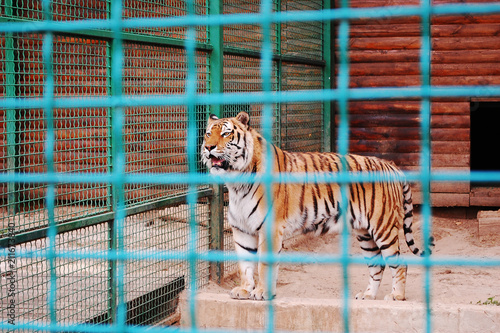 Panthera tigris tigris, Siberian tiger, Amur tiger photo