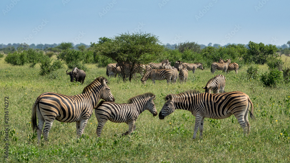 Obraz premium Zebras im Busch in Südafrika