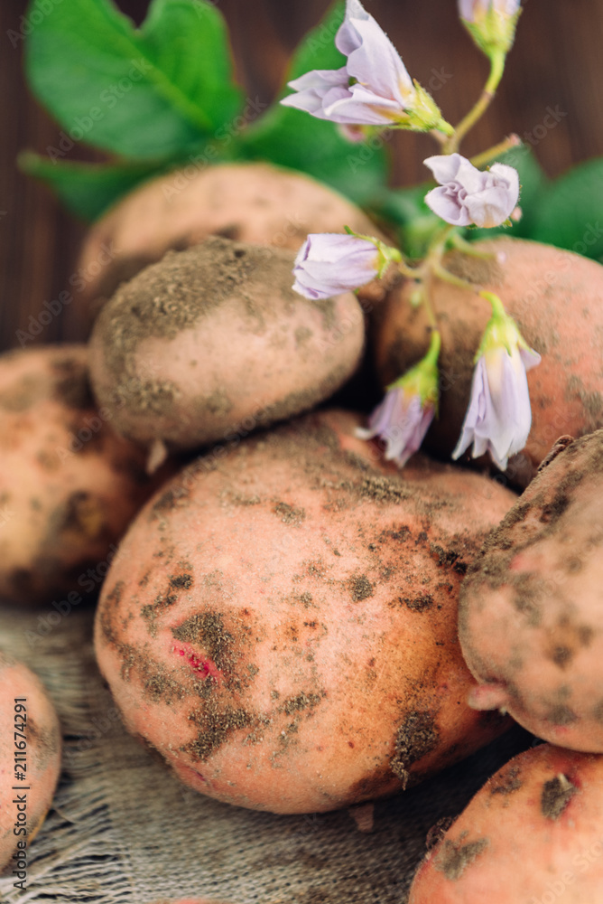 Young potatoes on dark wooden background. Young potatoes on dark wooden background.