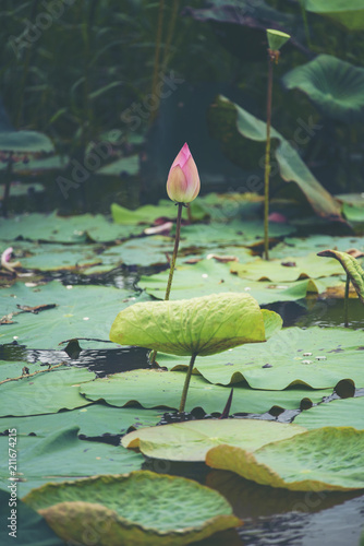 pink lotus flower in lake