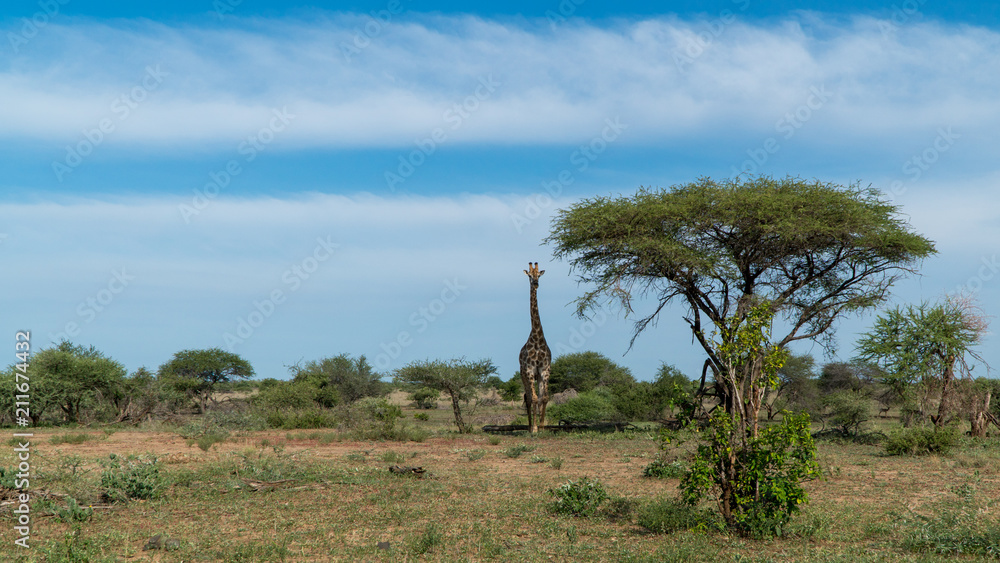 Fototapeta premium Giraffe im Busch in Afrika