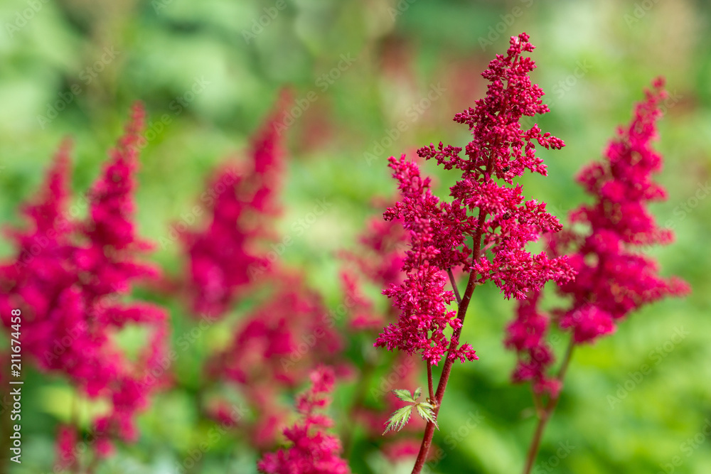 Astilbe chinensis flowers bloom in the garden Astilbe chinensis flowers bloom in the garden