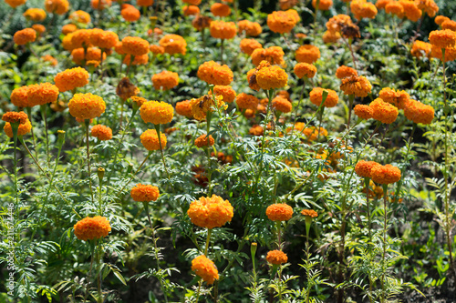  Flowers marigold flowers in the garden   © ottochka