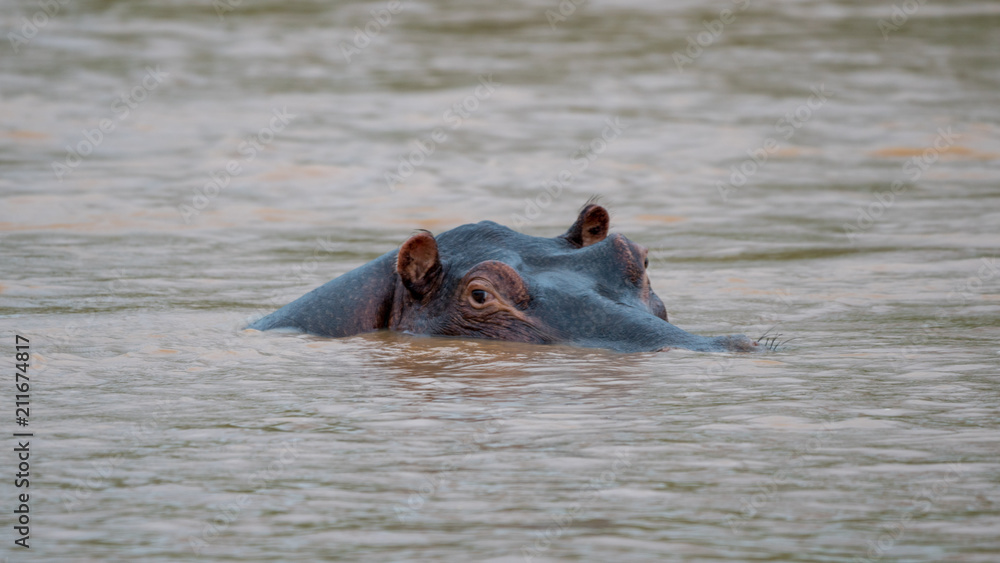 Flusspferd in einem Fluss in Afrika Flusspferd in einem Fluss in Afrika