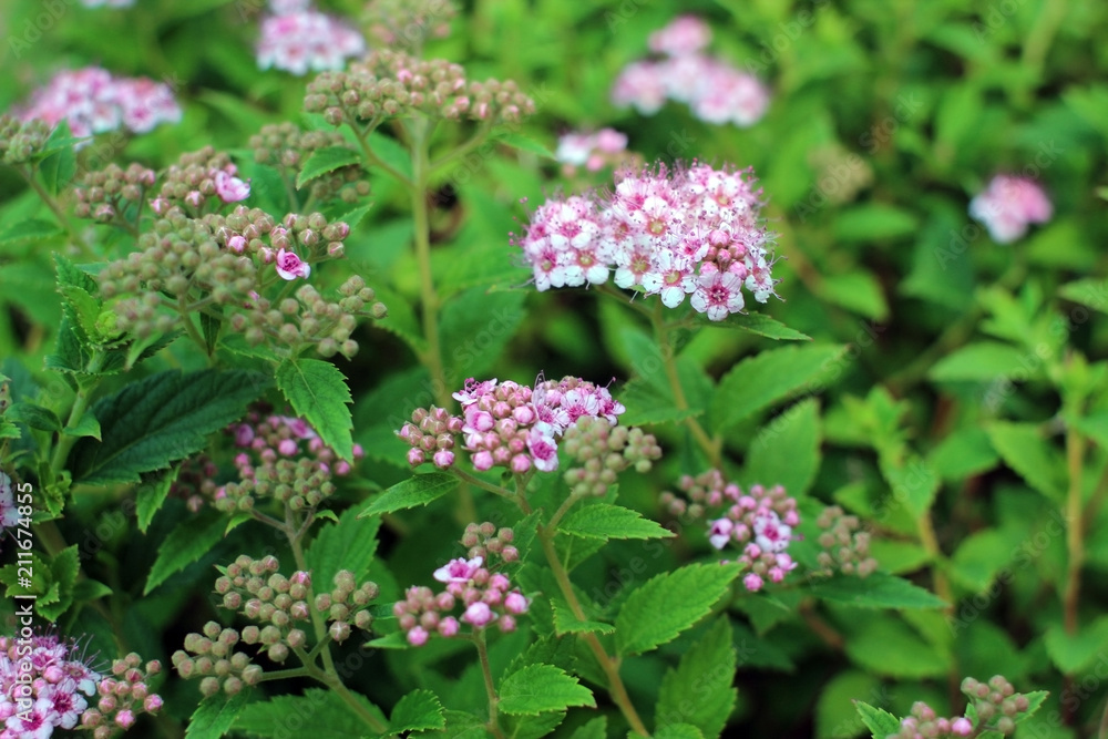 Spirea in  summer garden. Blooming spirea bush with pink flowers and buds