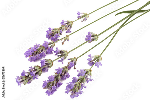 Flowers of violet lavender, isolated on white background