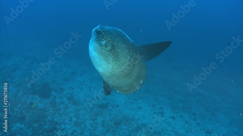 mola mola or sunfish fish swimming in the blue photo