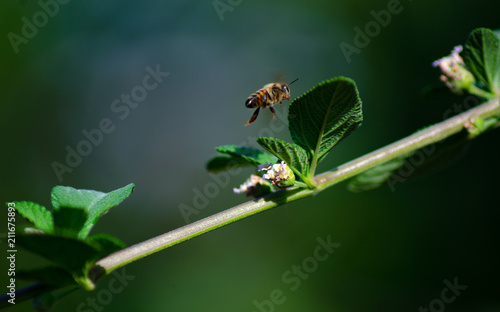 flowers and bees © Portafolio Rhansess©