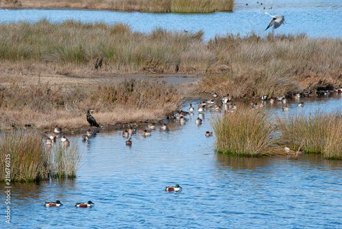 Ria Formosa, Algarve