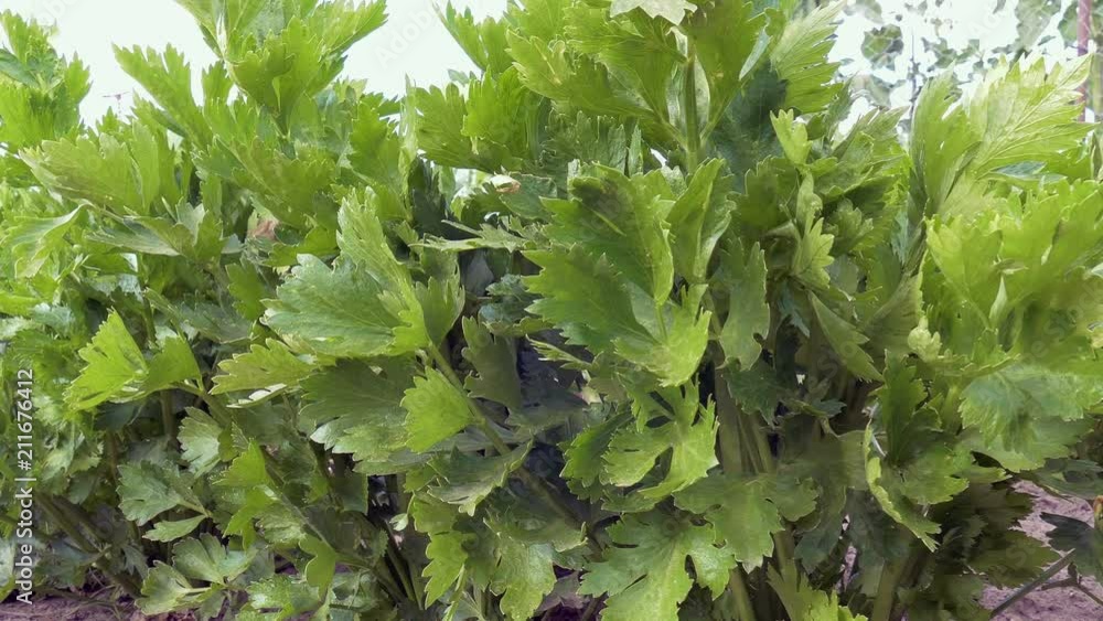 dolly shot through a row of perennial celery
dolly shot through a row of perennial celery