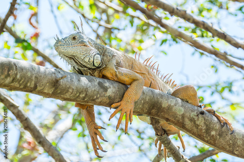 iguana © alfredo914