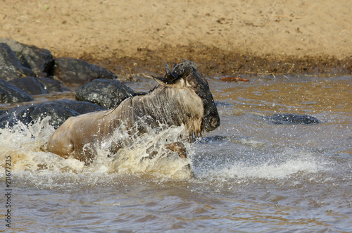 A wildebeest crossing Mara river, Kenya