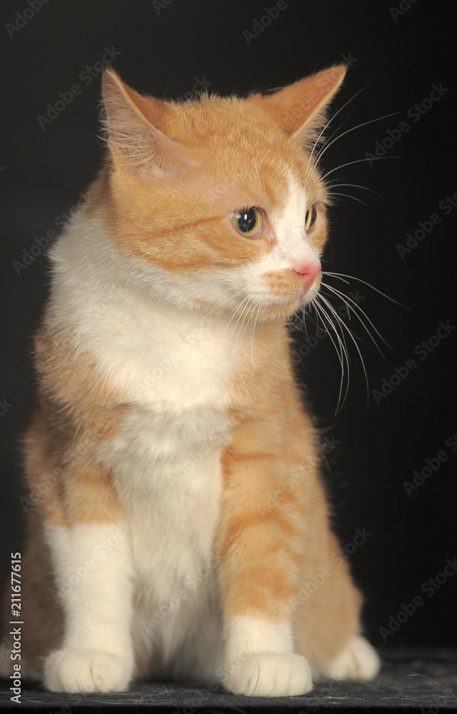 portrait of a beautiful red with a white cat on a dark background portrait of a beautiful red with a white cat on a dark background