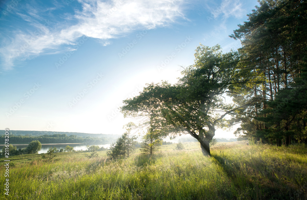 beautiful tree, in the morning, in the sun beautiful tree, in the morning, in the sun