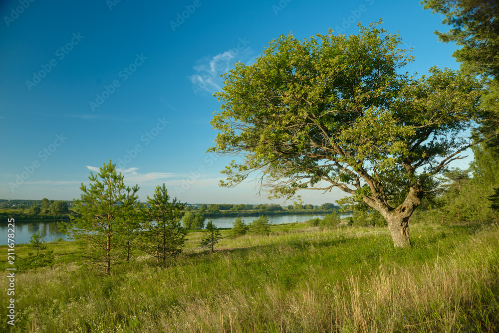 Fototapeta premium beautiful tree, in the morning, in the sun