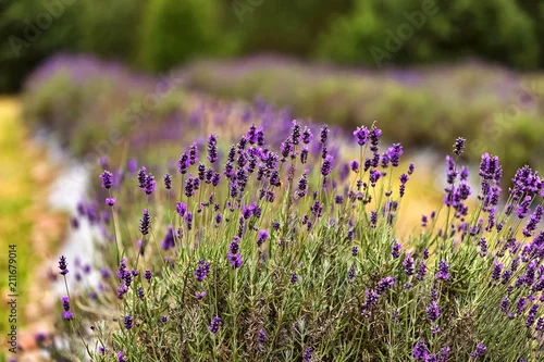 Obraz lawendowe pole pod lasem w łagodnym letnim świetle