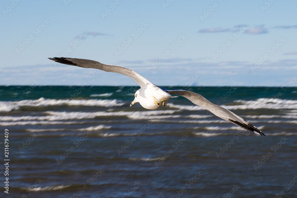 Fototapeta premium Seagull Glide