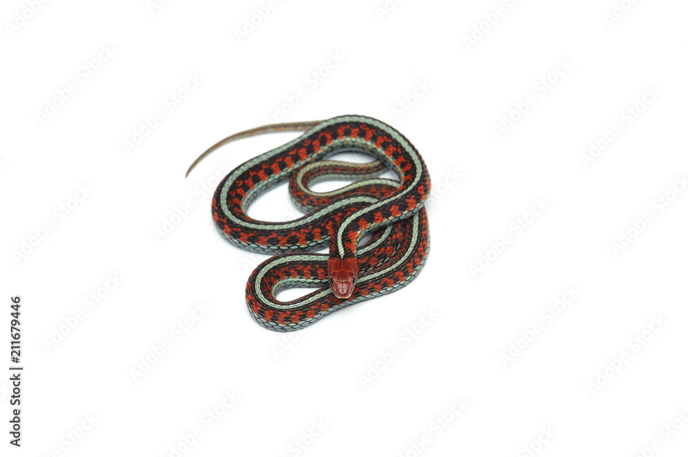 Naklejka premium Eastern Garter Snake isolated on white background