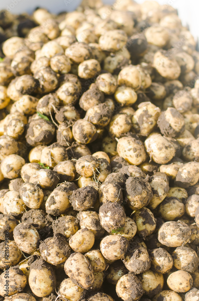 a bunch of fresh young yellow potatoes on the field close-up, agriculture, farming, seasonal work, vegetables, environmentally friendly product, good harvest. selective focus a bunch of fresh young yellow potatoes on the field close-up, agriculture, farming, seasonal work, vegetables, environmentally friendly product, good harvest. selective focus