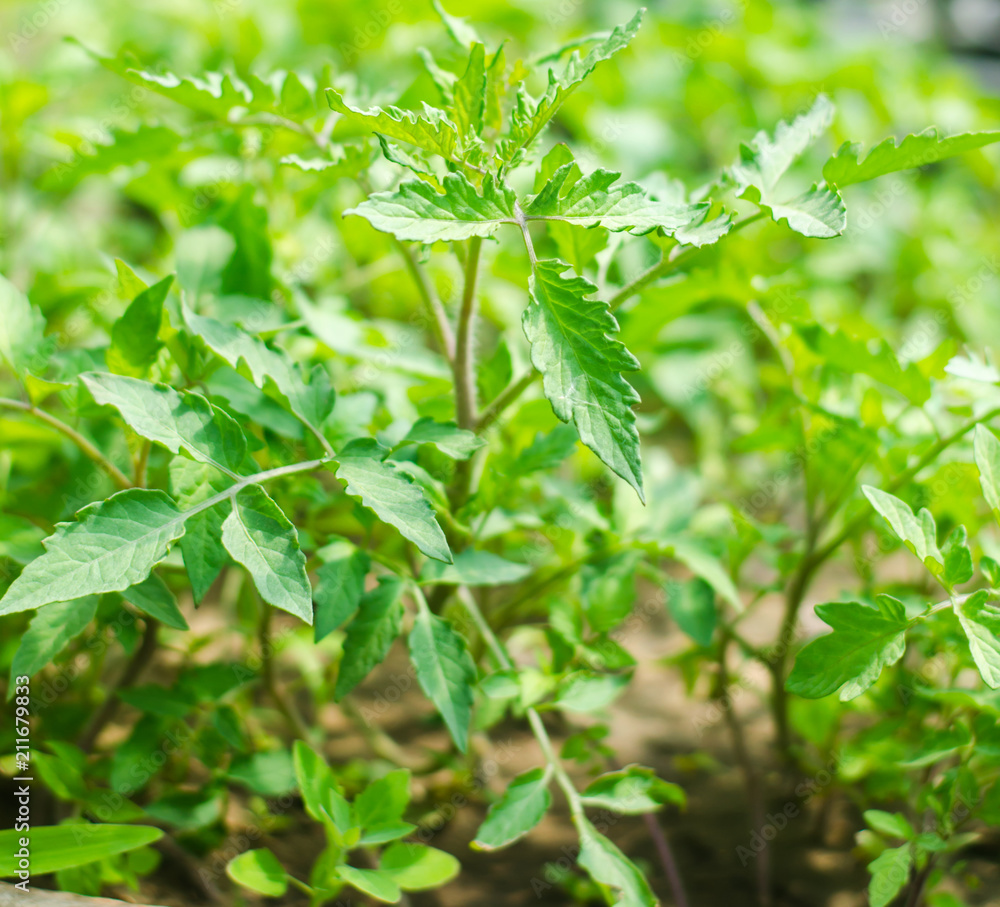 young green seedlings of tomatoes, ready for transplant in the field, farming, agriculture, vegetables, eco-friendly agricultural products, agroindustry, close-up young green seedlings of tomatoes, ready for transplant in the field, farming, agriculture, vegetables, eco-friendly agricultural products, agroindustry, close-up
