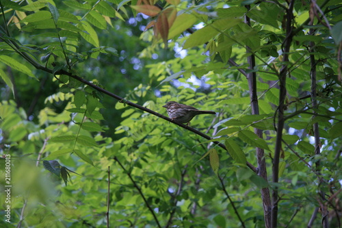 birdey