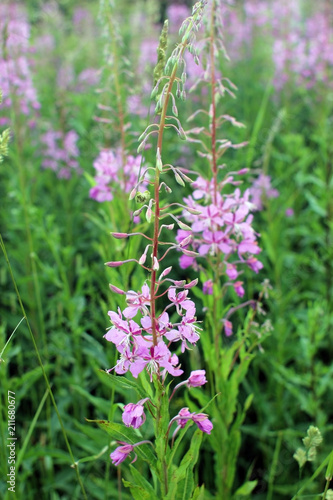 Wallpaper Mural Willow-herb. Perennial herb medicinal plant. Torontodigital.ca