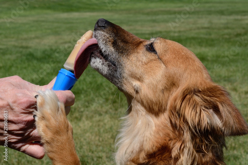 Fototapeta Naklejka Na Ścianę i Meble -  Brown mixed breed dog licking homemade peanut butter with banana ice popsicle on hot summer day