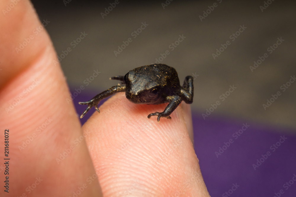 Macro Tiny Frog
