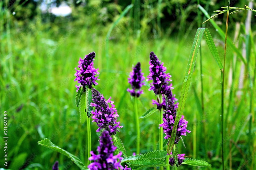 Flowering, wild plants, after the rain. sunny, summer evening. Excellent illustrations of nature. Flowering, wild plants, after the rain. sunny, summer evening. Excellent illustrations of nature.