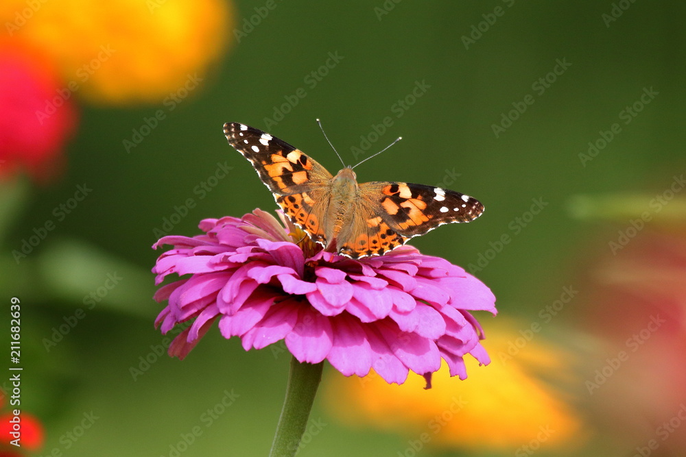 Obraz premium A Painted Lady Butterfly feeds on the heirloom zinnias blooming in my flower garden. 