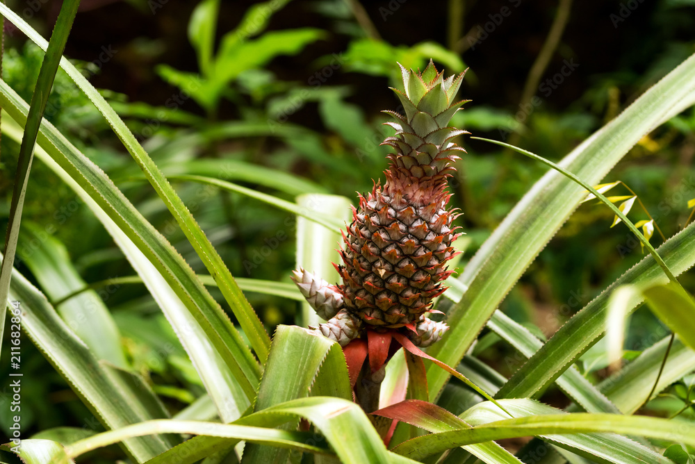 Pineapple spice fruit growing in natural conditions Pineapple spice fruit growing in natural conditions