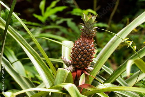 Pineapple spice fruit growing in natural conditions