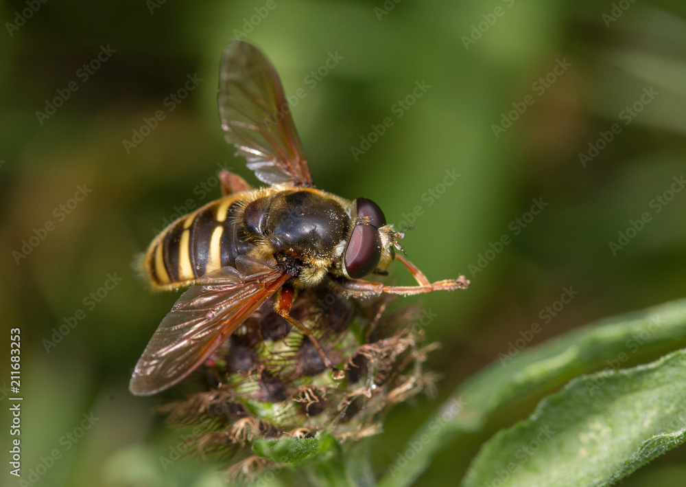 Sericomyia silentis hoverfly Sericomyia silentis hoverfly