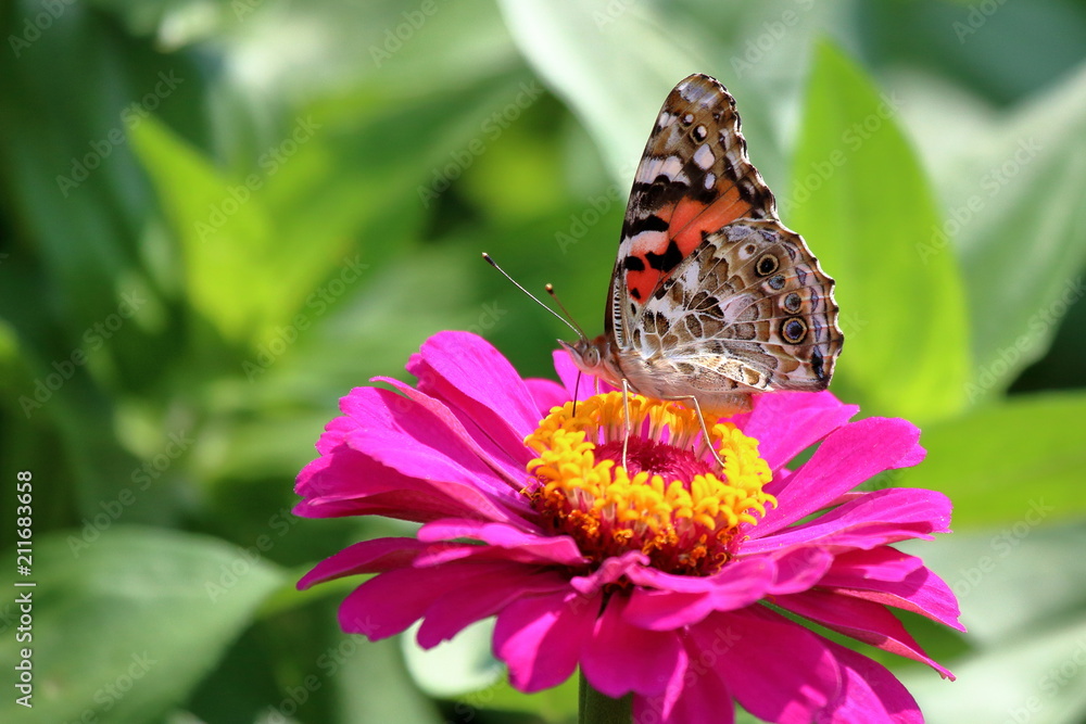 A Painted Lady Butterfly feeds on the heirloom zinnias blooming in my flower garden.
A Painted Lady Butterfly feeds on the heirloom zinnias blooming in my flower garden.