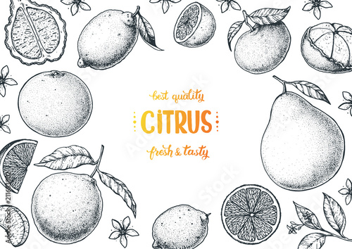 Citrus sketch collection. Hand drawn vector illustration. Organic food, citrus design template. Engraving illustration.