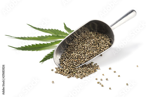 Konstfotografi hemp seeds in scoop with hemp leaf on white background