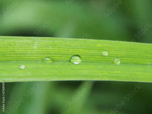 A clear drop of water on a leaf of the plant. After the rain. Dew.