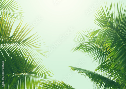 coconut palm tree in vintage style © chompooh09