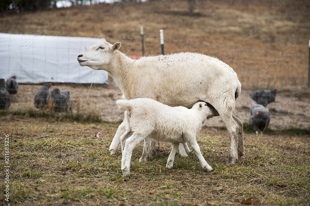 Fototapeta premium Mother Goat nursing baby lamb
