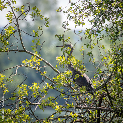 Grey Herons, nesting