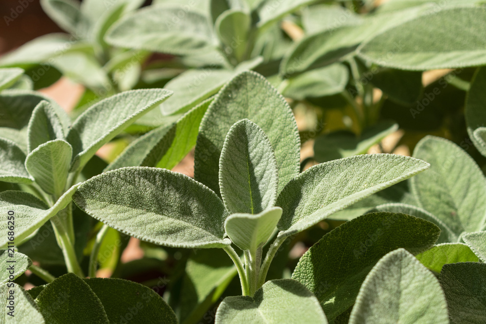 Obraz premium Salvia