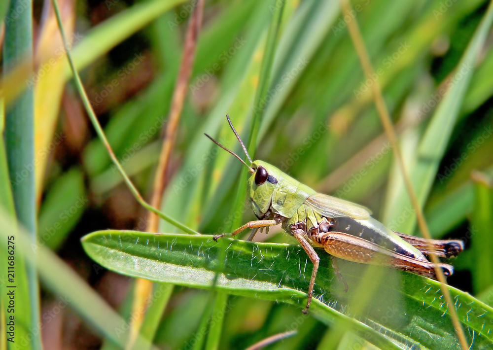 Green grasshoper on the green leaf. Behind him is green grass. It is situated on the field or meadow in Czech republic in Europe. Green grasshoper on the green leaf. Behind him is green grass. It is situated on the field or meadow in Czech republic in Europe.