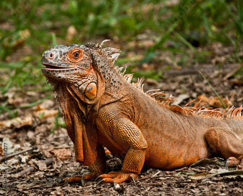 The portrait of iguana