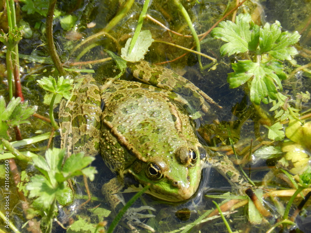 Fototapeta premium Grenouille 