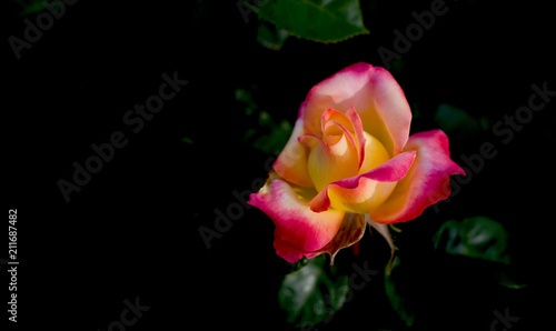 yellow rose petals on the green natural blurred background with clipping path. Closeup. For design, texture, background. Nature.
