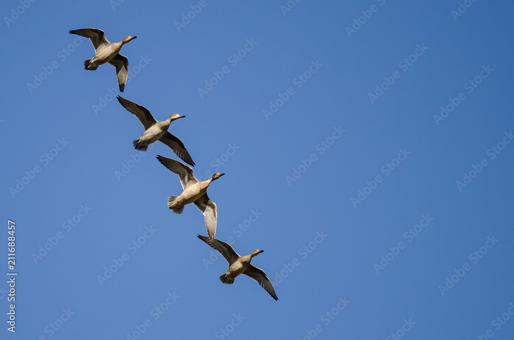 Four Gadwall Flying in a Blue Sky Four Gadwall Flying in a Blue Sky